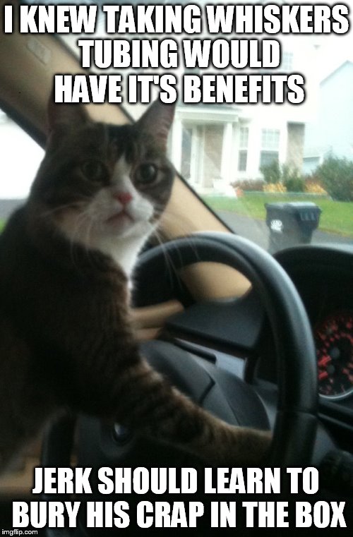 JoJo The Driving Cat | I KNEW TAKING WHISKERS TUBING WOULD HAVE IT'S BENEFITS JERK SHOULD LEARN TO BURY HIS CRAP IN THE BOX | image tagged in jojo the driving cat | made w/ Imgflip meme maker