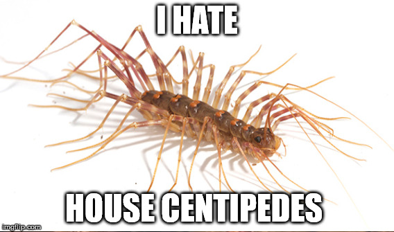 I HATE HOUSE CENTIPEDES | made w/ Imgflip meme maker