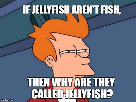 Futurama Fry | IF JELLYFISH AREN'T FISH, THEN WHY ARE THEY CALLED JELLYFISH? | image tagged in memes,futurama fry | made w/ Imgflip meme maker