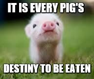 Mini Pig | IT IS EVERY PIG'S; DESTINY TO BE EATEN | image tagged in mini pig | made w/ Imgflip meme maker