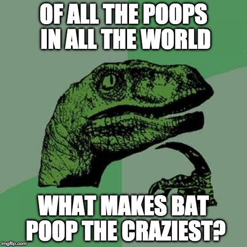 Jealous Philosoraptor? | OF ALL THE POOPS IN ALL THE WORLD; WHAT MAKES BAT POOP THE CRAZIEST? | image tagged in memes,philosoraptor,poop,bat,crazy,iwanttobebacon | made w/ Imgflip meme maker