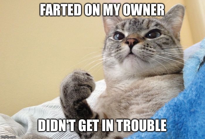 Success Cat #1 | FARTED ON MY OWNER DIDN'T GET IN TROUBLE | image tagged in success cat 1 | made w/ Imgflip meme maker