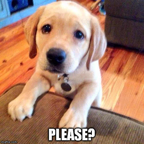 Puppy dog eyes | PLEASE? | image tagged in puppy dog eyes | made w/ Imgflip meme maker