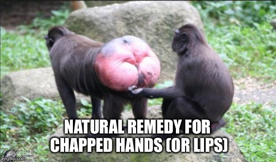 NATURAL REMEDY FOR CHAPPED HANDS (OR LIPS) | made w/ Imgflip meme maker