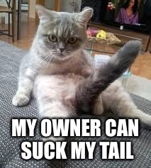 MY OWNER CAN SUCK MY TAIL | made w/ Imgflip meme maker