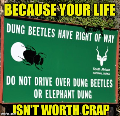 BECAUSE YOUR LIFE; ISN'T WORTH CRAP | image tagged in dung beetle,crap advice | made w/ Imgflip meme maker