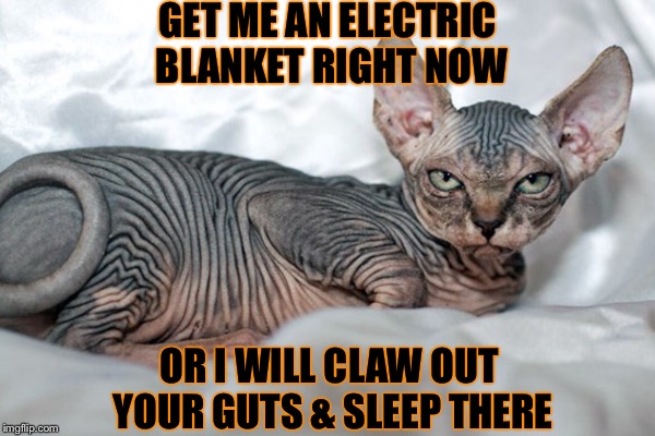 Poor Hairless Cat | GET ME AN ELECTRIC BLANKET RIGHT NOW; OR I WILL CLAW OUT YOUR GUTS & SLEEP THERE | image tagged in cat | made w/ Imgflip meme maker
