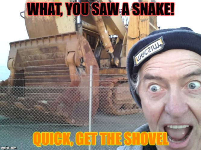 What, you saw a snake! | WHAT, YOU SAW A SNAKE! QUICK, GET THE SHOVEL | image tagged in snake | made w/ Imgflip meme maker