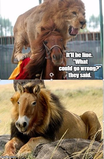 That's One Hungry Lion! | It'll be fine.  "What could go wrong?" they said. | image tagged in horse,lion,memes | made w/ Imgflip meme maker