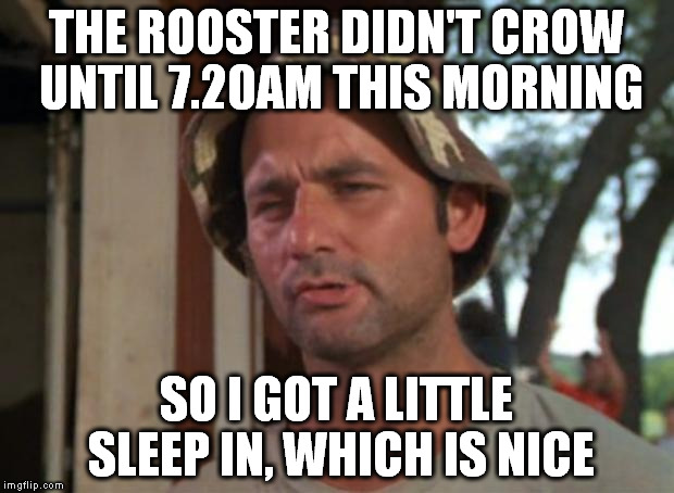 Thinking of naming him Chook D. Lishus | THE ROOSTER DIDN'T CROW UNTIL 7.20AM THIS MORNING; SO I GOT A LITTLE SLEEP IN, WHICH IS NICE | image tagged in memes,so i got that goin for me which is nice,rooster,farm,neighbors,tired | made w/ Imgflip meme maker