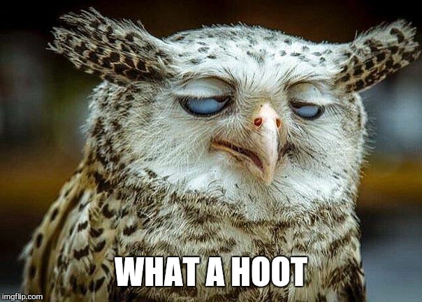 So worth it  | WHAT A HOOT | image tagged in memes,420,owl,funny  animals | made w/ Imgflip meme maker