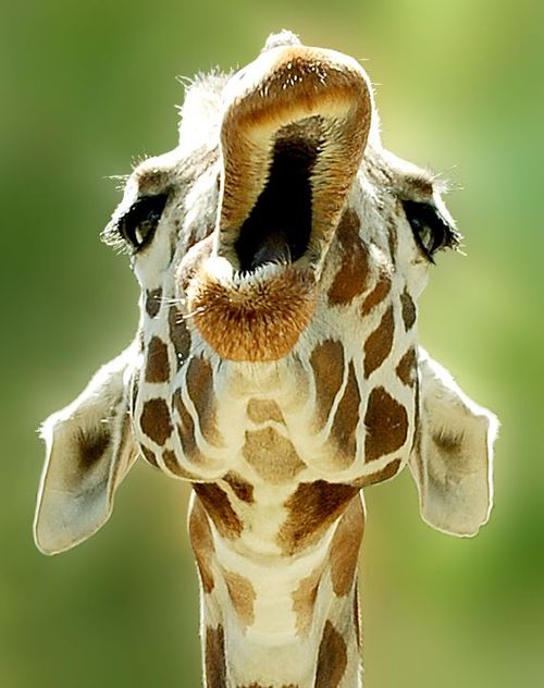 Bday giraffe Blank Meme Template