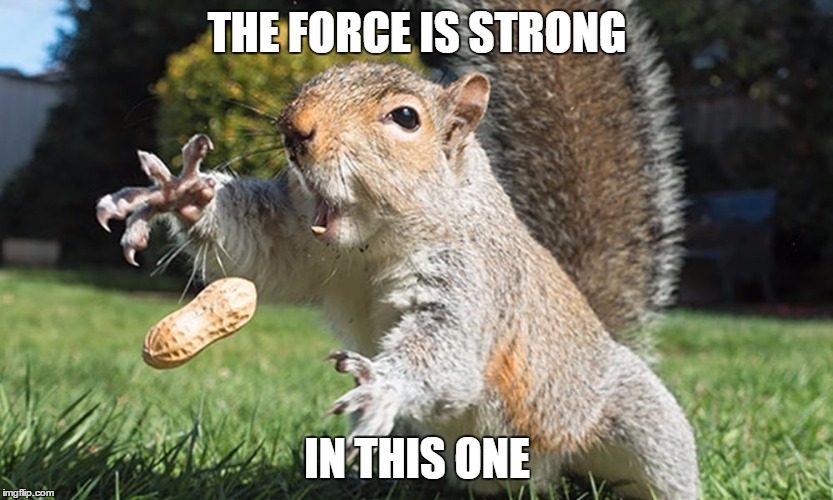 Magic Squirrel | THE FORCE IS STRONG; IN THIS ONE | image tagged in magic squirrel | made w/ Imgflip meme maker