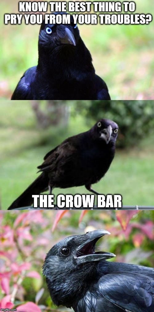 Wet Your Beak? Or Crack Some Skulls? You decide....... | KNOW THE BEST THING TO PRY YOU FROM YOUR TROUBLES? THE CROW BAR | image tagged in bad pun crow,memes | made w/ Imgflip meme maker