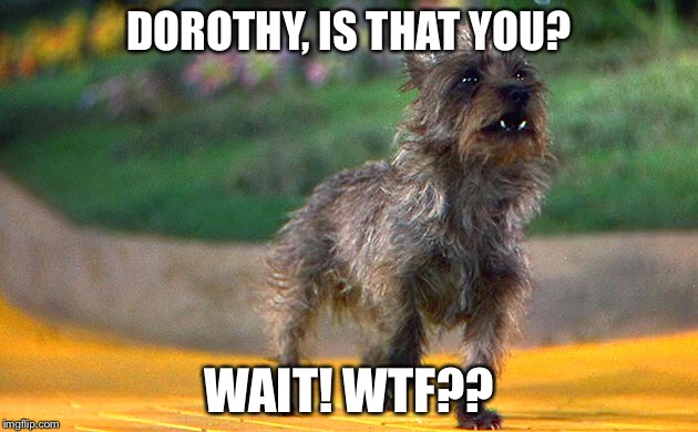 DOROTHY, IS THAT YOU? WAIT! WTF?? | made w/ Imgflip meme maker