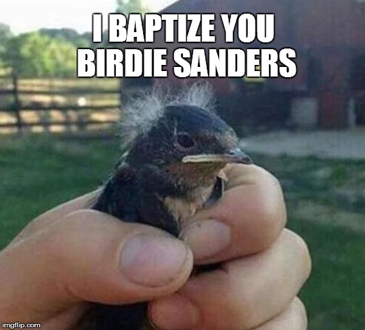 I baptize you | I BAPTIZE YOU BIRDIE SANDERS | image tagged in birdie,bernie sanders | made w/ Imgflip meme maker