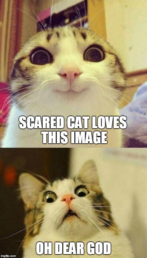 it's a catastrophe | SCARED CAT LOVES THIS IMAGE; OH DEAR GOD | image tagged in scared cat,smiling cat,memes,oh god no | made w/ Imgflip meme maker