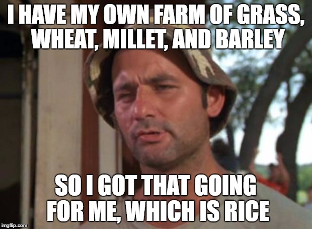 So I Got That Goin For Me Which Is Nice | I HAVE MY OWN FARM OF GRASS, WHEAT, MILLET, AND BARLEY; SO I GOT THAT GOING FOR ME, WHICH IS RICE | image tagged in memes,so i got that goin for me which is nice | made w/ Imgflip meme maker