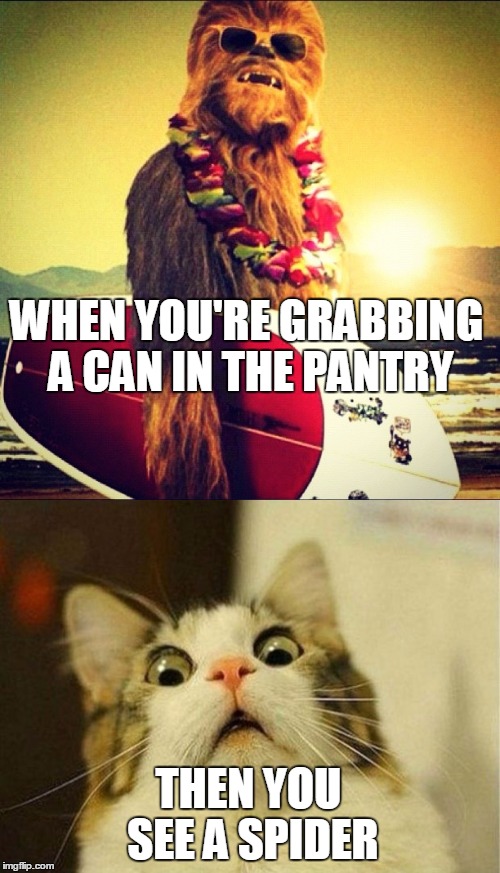 SPIDER'S ARE TERRIFYING!!! | WHEN YOU'RE GRABBING A CAN IN THE PANTRY; THEN YOU SEE A SPIDER | image tagged in scared cat,spiders,spider,casual | made w/ Imgflip meme maker
