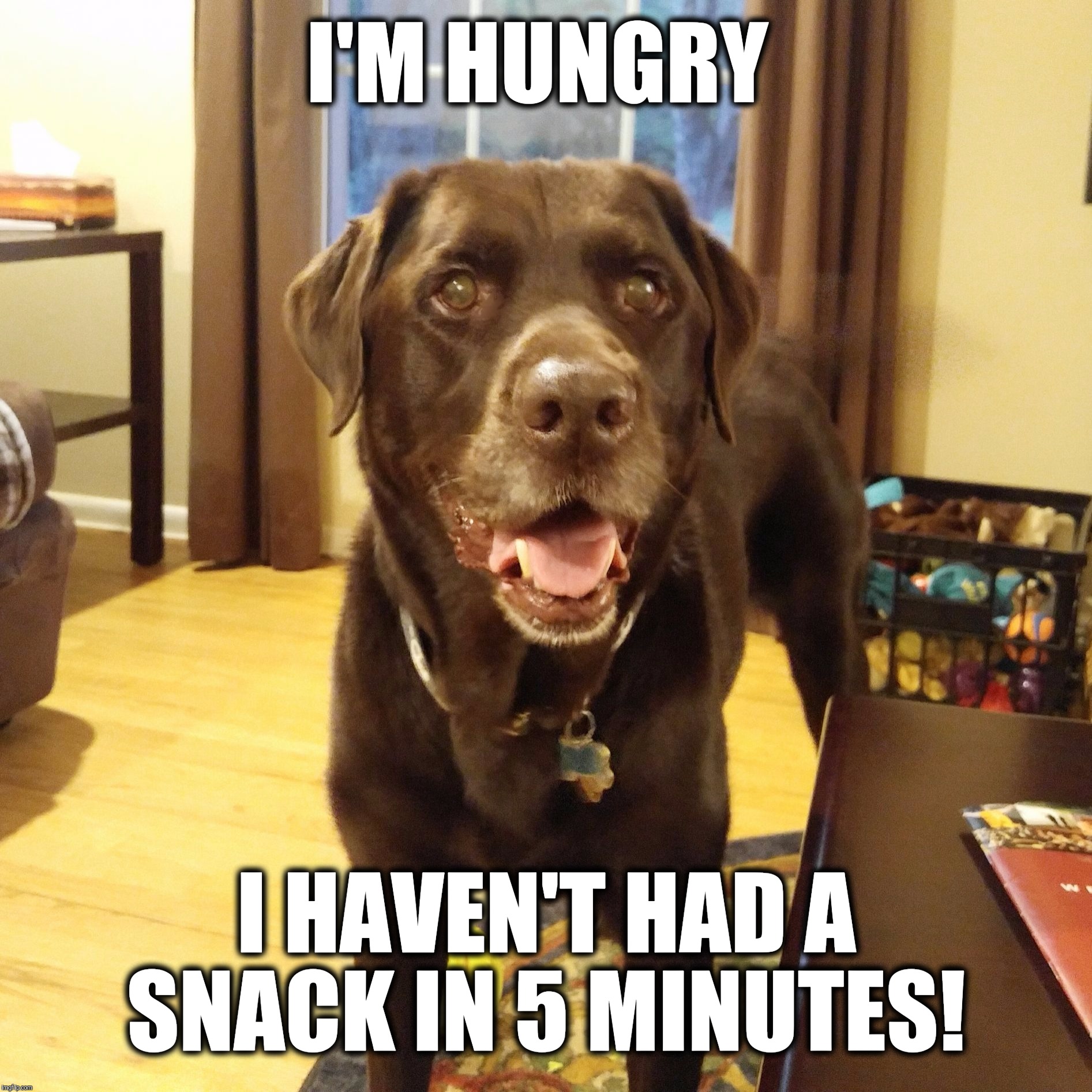 I'm hungry!  | I'M HUNGRY; I HAVEN'T HAD A SNACK IN 5 MINUTES! | image tagged in chuckie the chocolate lab,hungry,snacks,funny,dog memes,funny dogs | made w/ Imgflip meme maker