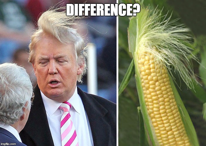 DIFFERENCE? | image tagged in donald trump,donald trumph hair | made w/ Imgflip meme maker