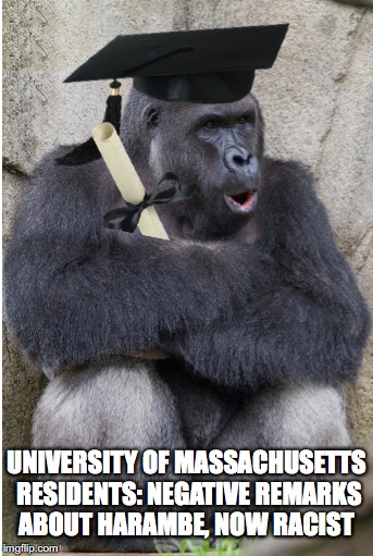 Harambe Makes The Grade | UNIVERSITY OF MASSACHUSETTS RESIDENTS: NEGATIVE REMARKS ABOUT HARAMBE, NOW RACIST | image tagged in harambe,political correctness,meme,racism,insane | made w/ Imgflip meme maker
