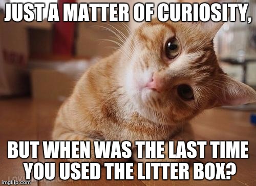 Curious Question Cat | JUST A MATTER OF CURIOSITY, BUT WHEN WAS THE LAST TIME YOU USED THE LITTER BOX? | image tagged in curious question cat | made w/ Imgflip meme maker