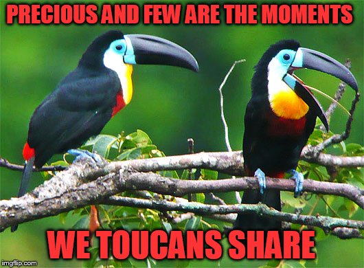 I'd post the artist but it would get flagged.... | PRECIOUS AND FEW ARE THE MOMENTS; WE TOUCANS SHARE | image tagged in toucan,song lyrics,wrong lyrics | made w/ Imgflip meme maker