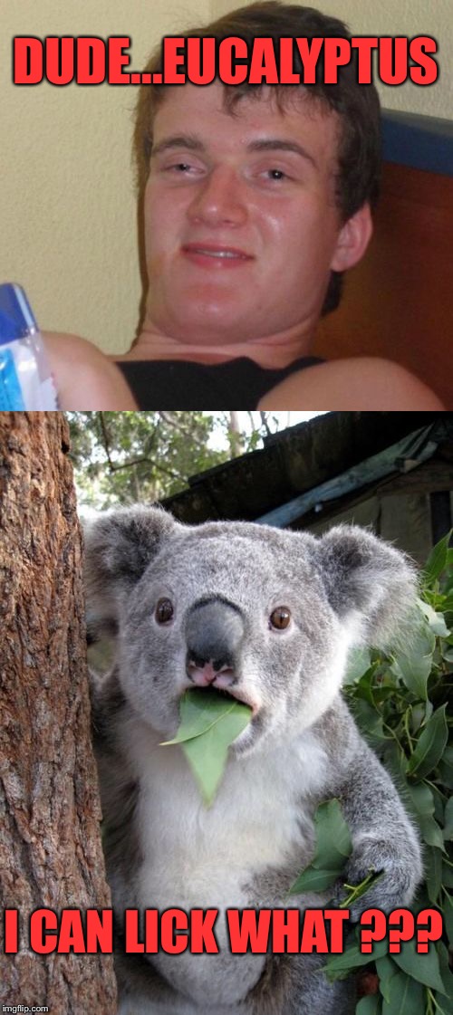 10 guy is a real koalaity dude | DUDE...EUCALYPTUS; I CAN LICK WHAT ??? | image tagged in 10 guy,surprised koala,memes,funny,bad pun | made w/ Imgflip meme maker