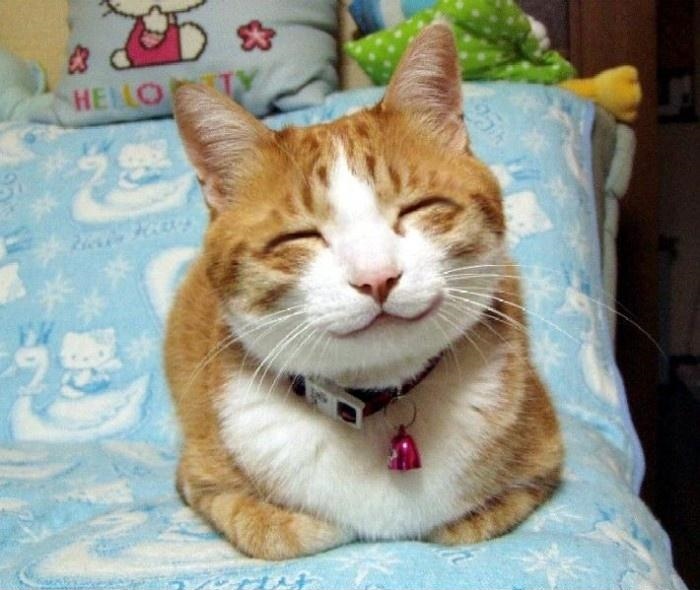 Cute Smiling Cat Blank Meme Template