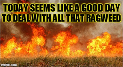 Burn the ragweed. Burn it all. | TODAY SEEMS LIKE A GOOD DAY; TO DEAL WITH ALL THAT RAGWEED | image tagged in wildfire,memes,allergies,arson | made w/ Imgflip meme maker