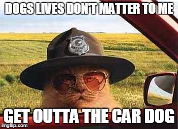 DOGS LIVES MATTER IS NOT A CAT ISSUE | DOGS LIVES DON'T MATTER TO ME; GET OUTTA THE CAR DOG | image tagged in avo2484catsheriff,black lives matter,funny cats,police brutality | made w/ Imgflip meme maker
