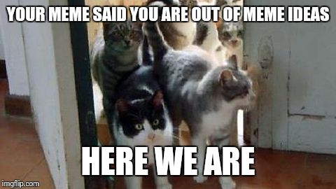 Help has arrived! | YOUR MEME SAID YOU ARE OUT OF MEME IDEAS; HERE WE ARE | image tagged in cats,memes | made w/ Imgflip meme maker