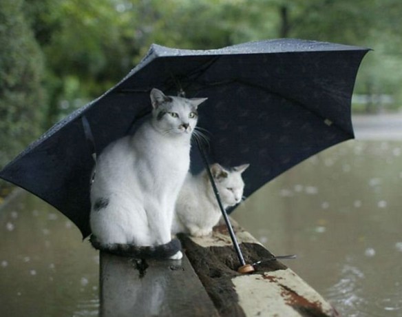 Cats In The Rain Blank Meme Template