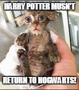 HARRY POTTER MUSN'T; RETURN TO HOGWARTS! | image tagged in harry potter,cat meme,cat darby,darby | made w/ Imgflip meme maker