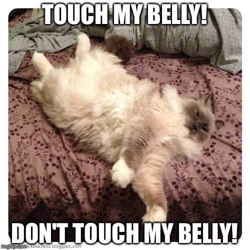 TOUCH MY BELLY! DON'T TOUCH MY BELLY! | made w/ Imgflip meme maker