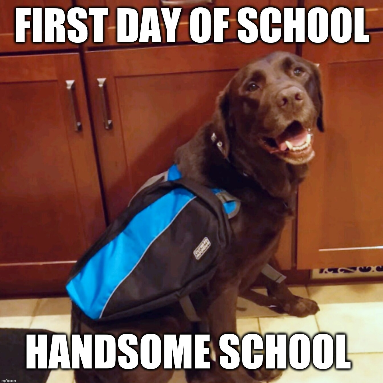 First day of handsome school  | FIRST DAY OF SCHOOL; HANDSOME SCHOOL | image tagged in chuckie the chocolate lab,first day of school,handsome,funny,cute dog,funny dog memes | made w/ Imgflip meme maker