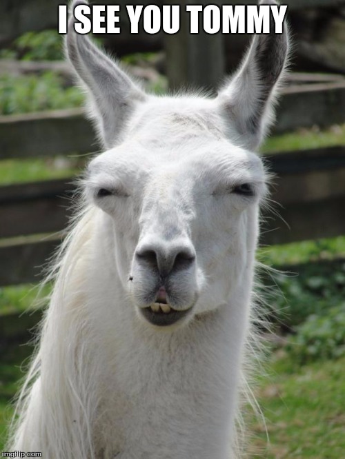 Llama glare | I SEE YOU TOMMY | image tagged in llama glare | made w/ Imgflip meme maker