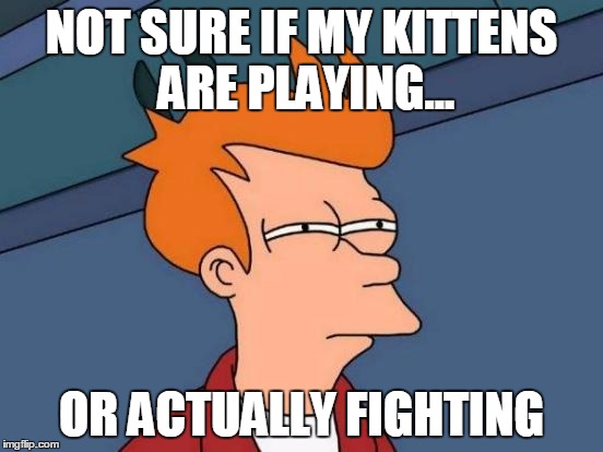 Futurama Fry | NOT SURE IF MY KITTENS ARE PLAYING... OR ACTUALLY FIGHTING | image tagged in memes,futurama fry | made w/ Imgflip meme maker