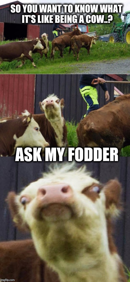 Bad pun cow. | SO YOU WANT TO KNOW WHAT IT'S LIKE BEING A COW..? ASK MY FODDER | image tagged in bad pun cow,cow,cows,puns | made w/ Imgflip meme maker