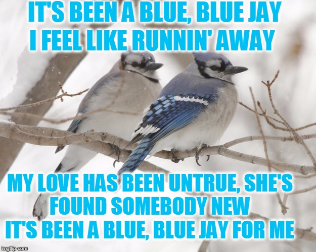 IT'S BEEN A BLUE, BLUE JAY I FEEL LIKE RUNNIN' AWAY MY LOVE HAS BEEN UNTRUE,
SHE'S FOUND SOMEBODY NEW IT'S BEEN A BLUE, BLUE JAY FOR ME | made w/ Imgflip meme maker
