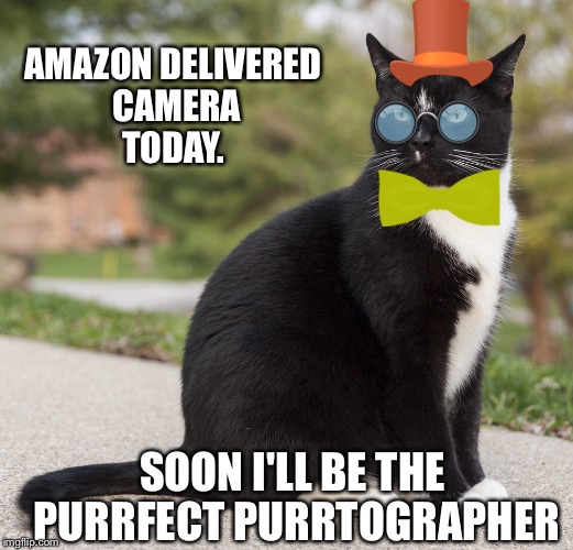 Wanna be cat... | AMAZON DELIVERED CAMERA TODAY. SOON I'LL BE THE PURRFECT PURRTOGRAPHER | image tagged in cats,photography | made w/ Imgflip meme maker