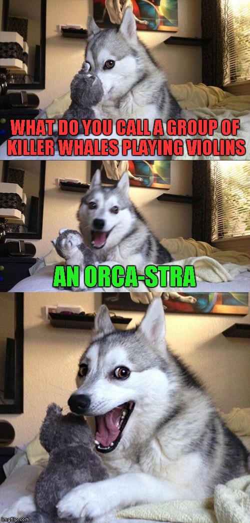 Bad Pun Dog | WHAT DO YOU CALL A GROUP OF KILLER WHALES PLAYING VIOLINS; AN ORCA-STRA | image tagged in memes,bad pun dog | made w/ Imgflip meme maker