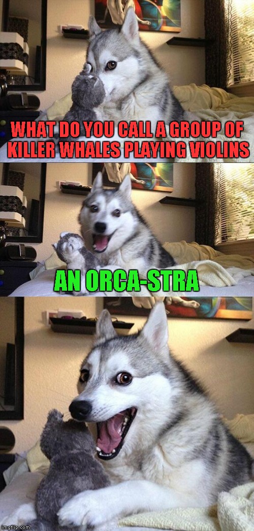 Bad Pun Dog Meme | WHAT DO YOU CALL A GROUP OF KILLER WHALES PLAYING VIOLINS; AN ORCA-STRA | image tagged in memes,bad pun dog | made w/ Imgflip meme maker