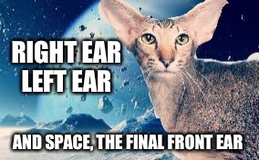 3 eared cat..., | RIGHT EAR LEFT EAR; AND SPACE, THE FINAL FRONT EAR | image tagged in cats,outer space | made w/ Imgflip meme maker