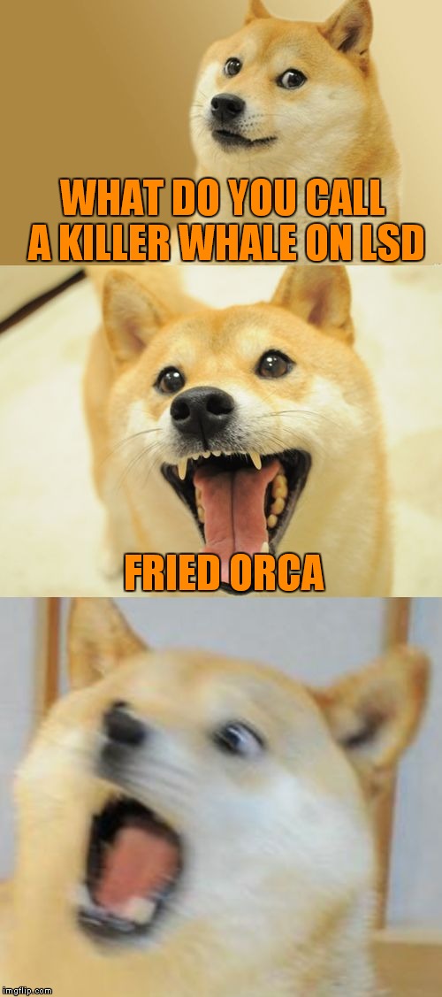 Bad Pun Doge | WHAT DO YOU CALL A KILLER WHALE ON LSD FRIED ORCA | image tagged in bad pun doge | made w/ Imgflip meme maker