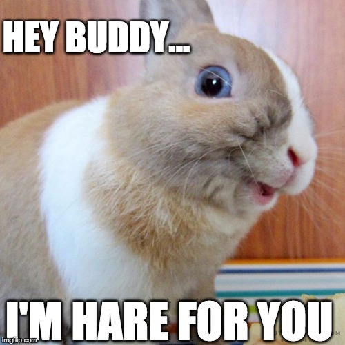 HEY BUDDY... I'M HARE FOR YOU | image tagged in motivational bunny | made w/ Imgflip meme maker