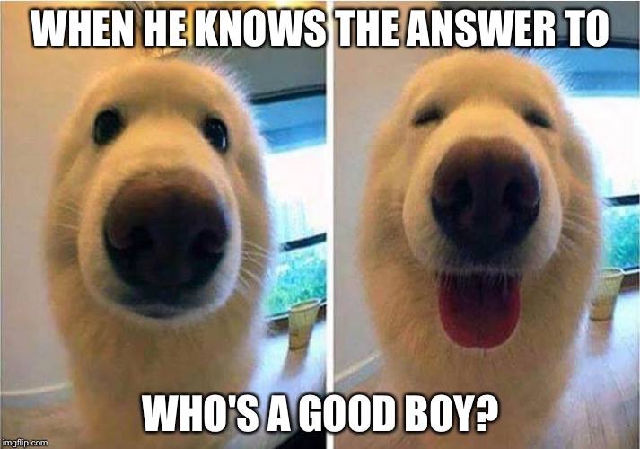 Have you hugged your dog today? | WHEN HE KNOWS THE ANSWER TO; WHO'S A GOOD BOY? | image tagged in memes,funny,dog,cute,loveable | made w/ Imgflip meme maker