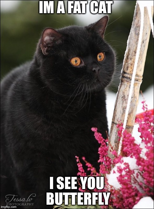 Fat Cat Diaries | IM A FAT CAT; I SEE YOU BUTTERFLY | image tagged in fat cat diaries | made w/ Imgflip meme maker