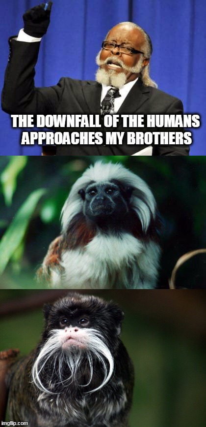 tonight we strike | THE DOWNFALL OF THE HUMANS APPROACHES MY BROTHERS | image tagged in tamarin,black,beards | made w/ Imgflip meme maker